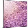 Beautiful Tender Cherry Tree Blossom in Morning Purple Sun Light-Anna Omelchenko-Mounted Photographic Print