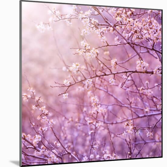 Beautiful Tender Cherry Tree Blossom in Morning Purple Sun Light-Anna Omelchenko-Mounted Photographic Print