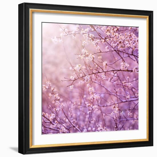 Beautiful Tender Cherry Tree Blossom in Morning Purple Sun Light-Anna Omelchenko-Framed Photographic Print