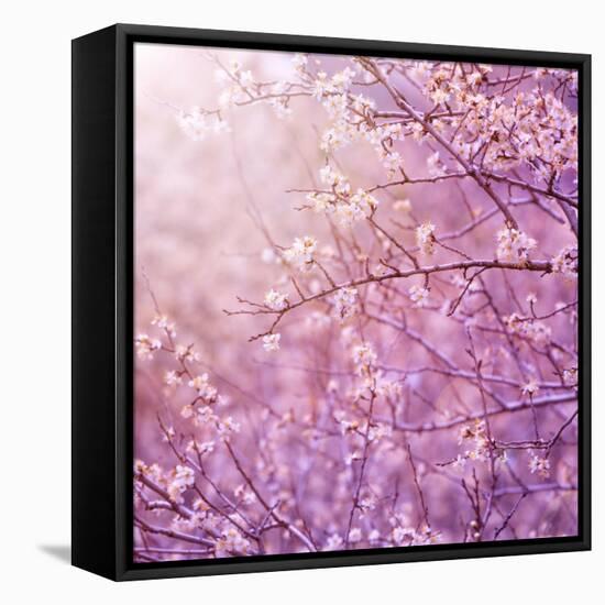 Beautiful Tender Cherry Tree Blossom in Morning Purple Sun Light-Anna Omelchenko-Framed Stretched Canvas