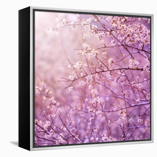 Beautiful Tender Cherry Tree Blossom in Morning Purple Sun Light-Anna Omelchenko-Framed Stretched Canvas