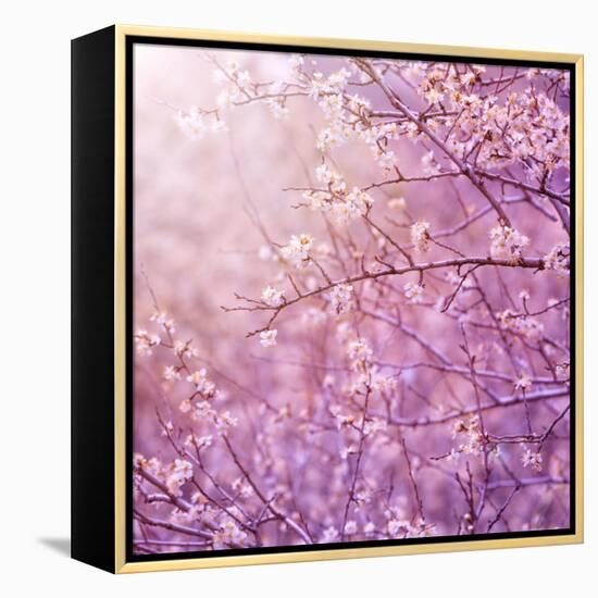 Beautiful Tender Cherry Tree Blossom in Morning Purple Sun Light-Anna Omelchenko-Framed Stretched Canvas