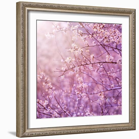 Beautiful Tender Cherry Tree Blossom in Morning Purple Sun Light-Anna Omelchenko-Framed Art Print