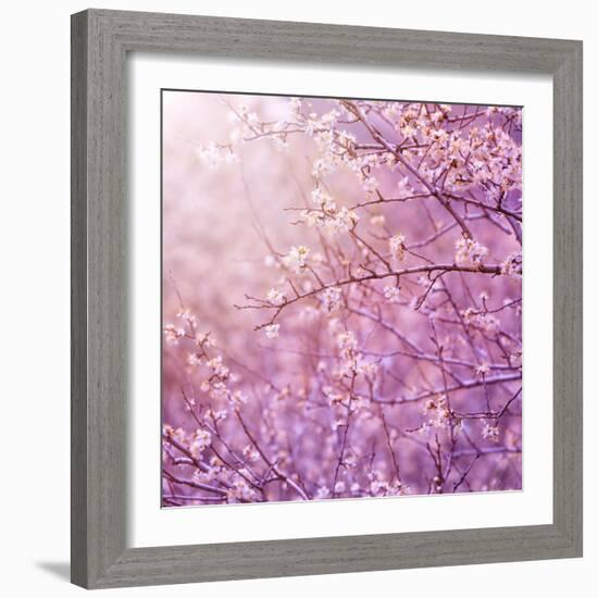 Beautiful Tender Cherry Tree Blossom in Morning Purple Sun Light-Anna Omelchenko-Framed Art Print