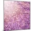 Beautiful Tender Cherry Tree Blossom in Morning Purple Sun Light-Anna Omelchenko-Mounted Art Print