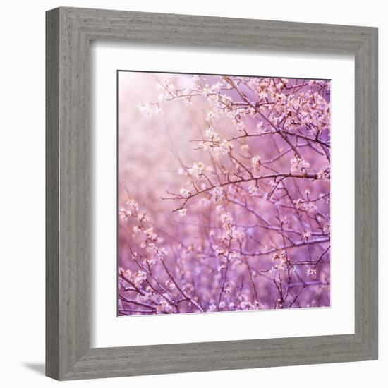 Beautiful Tender Cherry Tree Blossom in Morning Purple Sun Light-Anna Omelchenko-Framed Art Print