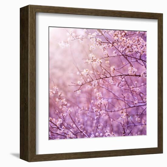 Beautiful Tender Cherry Tree Blossom in Morning Purple Sun Light-Anna Omelchenko-Framed Art Print