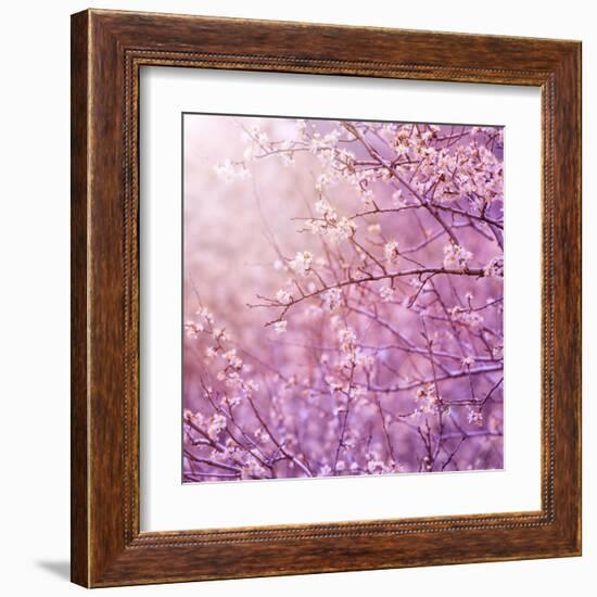 Beautiful Tender Cherry Tree Blossom in Morning Purple Sun Light-Anna Omelchenko-Framed Art Print