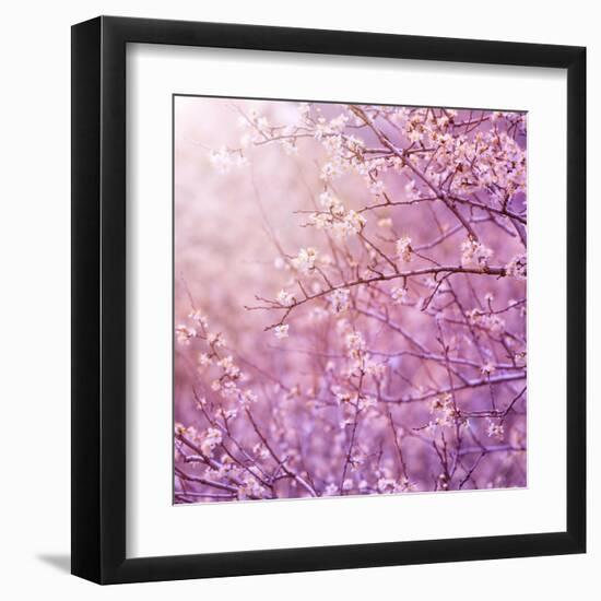 Beautiful Tender Cherry Tree Blossom in Morning Purple Sun Light-Anna Omelchenko-Framed Art Print