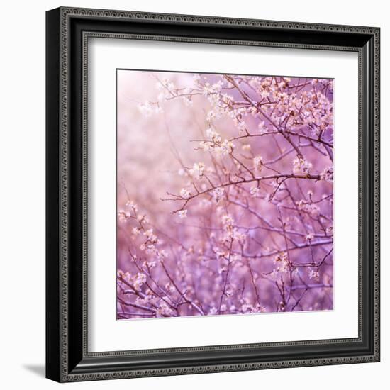 Beautiful Tender Cherry Tree Blossom in Morning Purple Sun Light-Anna Omelchenko-Framed Art Print