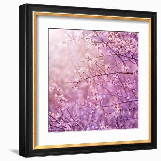 Beautiful Tender Cherry Tree Blossom in Morning Purple Sun Light-Anna Omelchenko-Framed Art Print