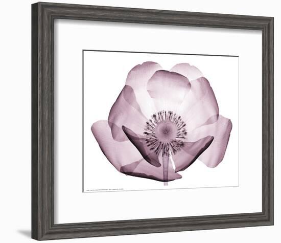 Beautiful Translucent Lavender Poppy-null-Framed Art Print