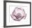 Beautiful Translucent Lavender Poppy-null-Framed Art Print