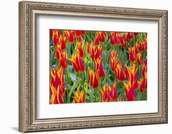 Beautiful tulips, Netherlands.-Tom Norring-Framed Photographic Print