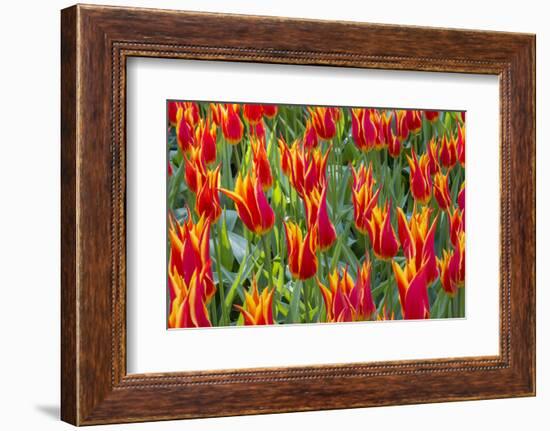 Beautiful tulips, Netherlands.-Tom Norring-Framed Photographic Print