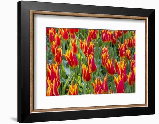 Beautiful tulips, Netherlands.-Tom Norring-Framed Photographic Print