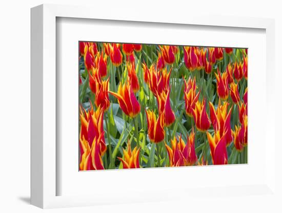 Beautiful tulips, Netherlands.-Tom Norring-Framed Photographic Print