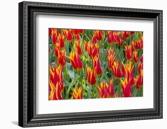 Beautiful tulips, Netherlands.-Tom Norring-Framed Photographic Print