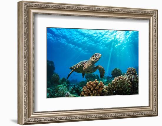 Beautiful Underwater Postcard. Maldivian Sea Turtle Floating up and over Coral Reef. Loggerhead in-Willyam Bradberry-Framed Photographic Print