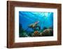 Beautiful Underwater Postcard. Maldivian Sea Turtle Floating up and over Coral Reef. Loggerhead in-Willyam Bradberry-Framed Photographic Print