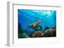 Beautiful Underwater Postcard. Maldivian Sea Turtle Floating up and over Coral Reef. Loggerhead in-Willyam Bradberry-Framed Photographic Print