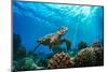 Beautiful Underwater Postcard. Maldivian Sea Turtle Floating up and over Coral Reef. Loggerhead in-Willyam Bradberry-Mounted Photographic Print