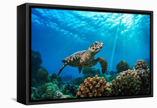 Beautiful Underwater Postcard. Maldivian Sea Turtle Floating up and over Coral Reef. Loggerhead in-Willyam Bradberry-Framed Premier Image Canvas