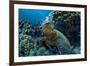 Beautiful Underwater Wildlife Postcard. Hawaiian Sea Turtle Honu Getting Rest in Coral Reef. Wild N-Willyam Bradberry-Framed Photographic Print