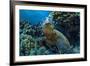 Beautiful Underwater Wildlife Postcard. Hawaiian Sea Turtle Honu Getting Rest in Coral Reef. Wild N-Willyam Bradberry-Framed Photographic Print