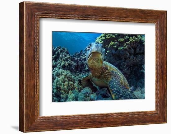 Beautiful Underwater Wildlife Postcard. Hawaiian Sea Turtle Honu Getting Rest in Coral Reef. Wild N-Willyam Bradberry-Framed Photographic Print