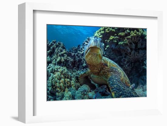 Beautiful Underwater Wildlife Postcard. Hawaiian Sea Turtle Honu Getting Rest in Coral Reef. Wild N-Willyam Bradberry-Framed Photographic Print