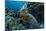 Beautiful Underwater Wildlife Postcard. Hawaiian Sea Turtle Honu Getting Rest in Coral Reef. Wild N-Willyam Bradberry-Mounted Photographic Print