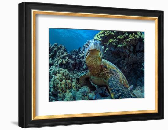 Beautiful Underwater Wildlife Postcard. Hawaiian Sea Turtle Honu Getting Rest in Coral Reef. Wild N-Willyam Bradberry-Framed Photographic Print