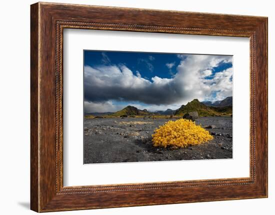 Beautiful Valley of Thor reaches into the highlands of Iceland. Fall color livens the landscape.-Betty Sederquist-Framed Photographic Print