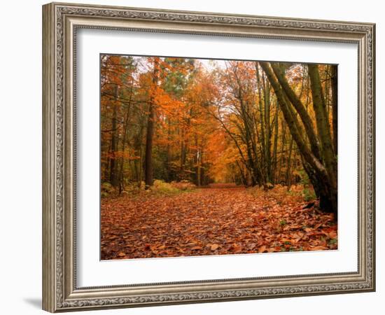 Beautiful Vibrant Autumn Fall Forest Scene in English Countryside Landscape-Veneratio-Framed Photographic Print