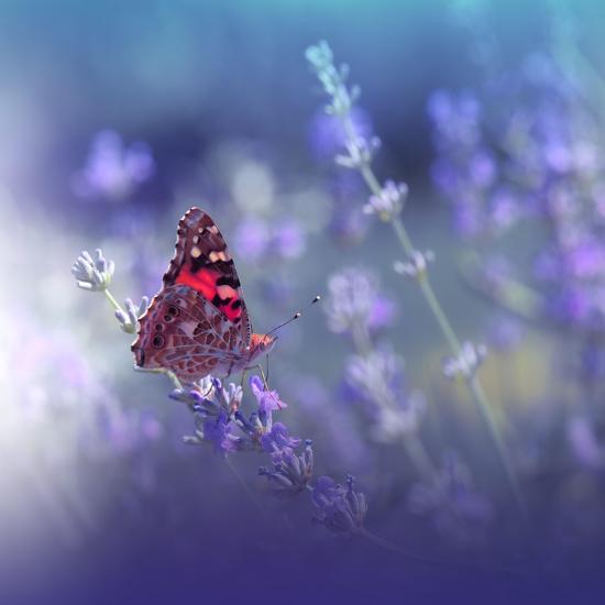 Photo, , large