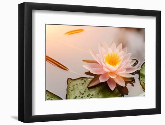 Beautiful Waterlily or Lotus Flower Blooming in the Pond-Zhao jian kang-Framed Photographic Print