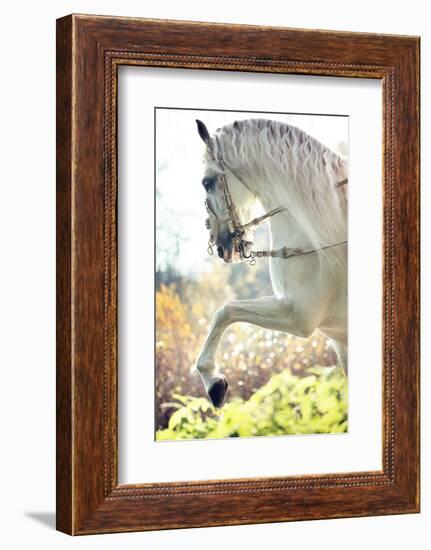 Beautiful White Horse-conrado-Framed Photographic Print