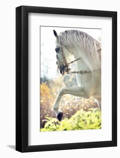 Beautiful White Horse-conrado-Framed Photographic Print