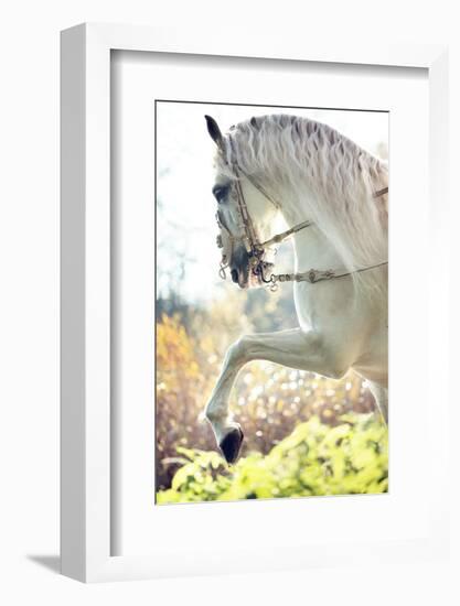 Beautiful White Horse-conrado-Framed Photographic Print