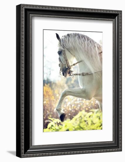 Beautiful White Horse-conrado-Framed Photographic Print