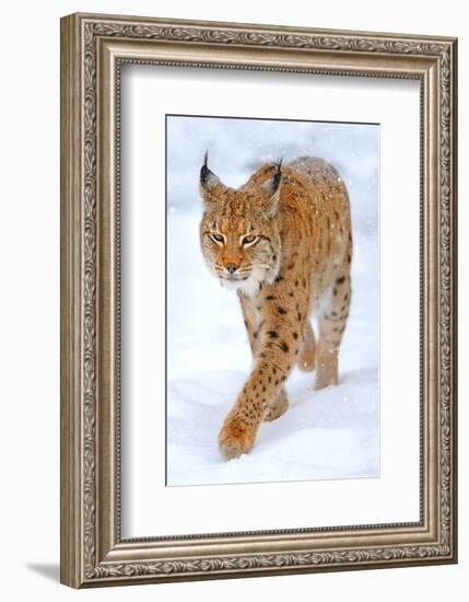 Beautiful Wild Lynx In Winter-null-Framed Art Print