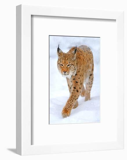 Beautiful Wild Lynx In Winter-null-Framed Art Print