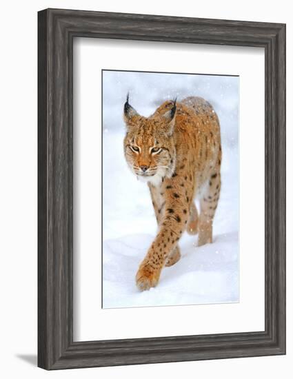 Beautiful Wild Lynx In Winter-null-Framed Art Print