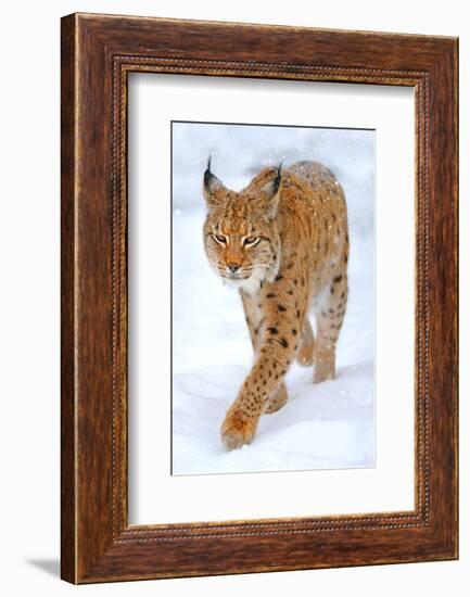 Beautiful Wild Lynx In Winter-null-Framed Art Print