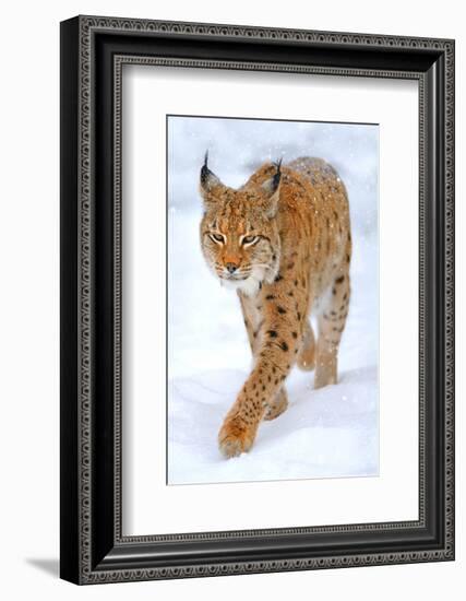 Beautiful Wild Lynx In Winter-null-Framed Art Print