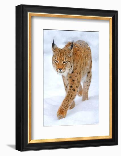 Beautiful Wild Lynx In Winter-null-Framed Art Print