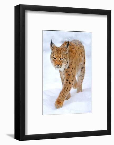 Beautiful Wild Lynx In Winter-null-Framed Art Print