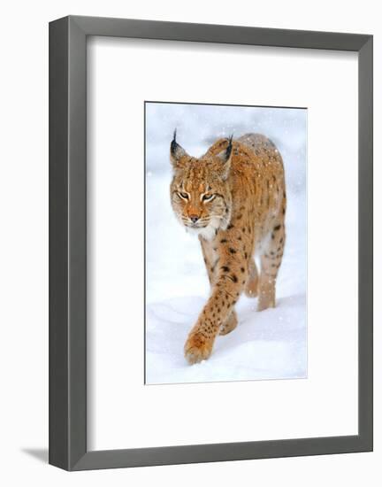 Beautiful Wild Lynx In Winter-null-Framed Art Print