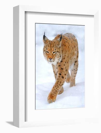 Beautiful Wild Lynx In Winter-null-Framed Art Print